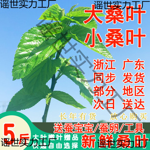 ���r�Q�����W���B�Qι�Q���Q�r���جFժ�����r��