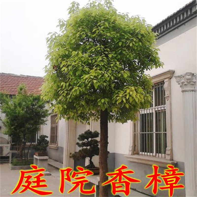 Wholesale Camphor Tree Seedlings Project Greening Seedlings Courtyard Plants Large and Small Leaf Camphor Tree Plants Planted in the North and South