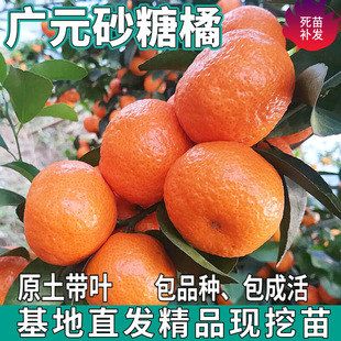 һ�����l�VԪɰ�ǽ�����ϱ�����������ͥԺ�޽ӟo��ɳ�ǽ��Ә���