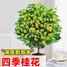 �ļ��𻨘�������ԝ����𻨴�䵤���̨�_����ʳ�õ���ͥԺ