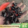 绿化四角湿地菱角种子