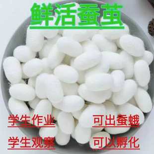 �r���Q�O�QӼ���r�Q�O��Ӽ���w��׃�Q�����꼉�ƌW�n�W�����I�Q��