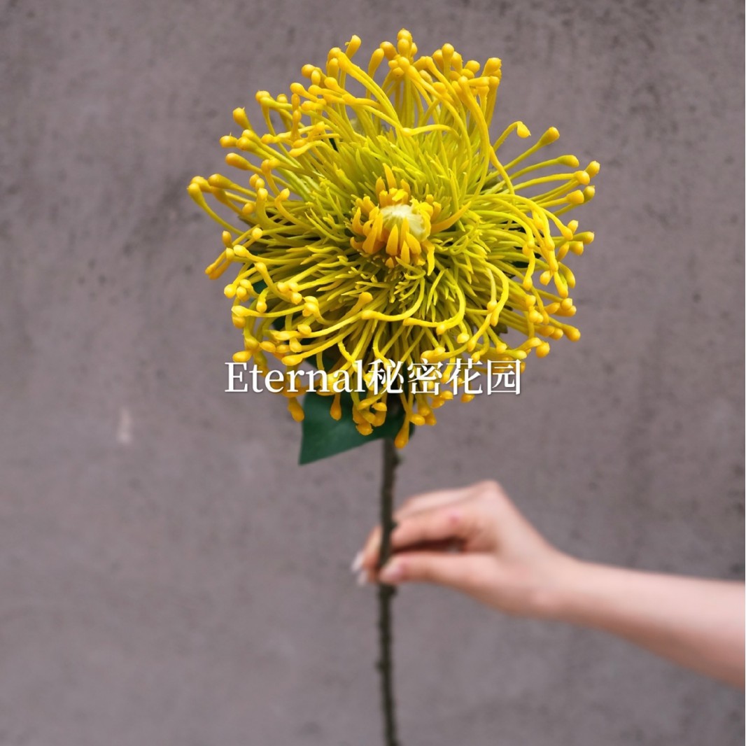 Almohadilla de aguja