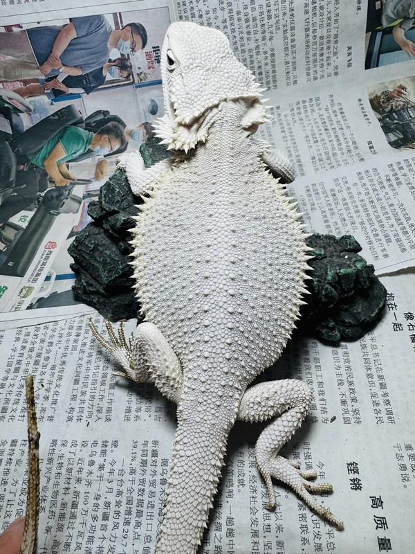 鬃狮蜥蜴活的宠物幼体入门级爬宠异宠温顺不咬人柑橘红系超白zero|undefined