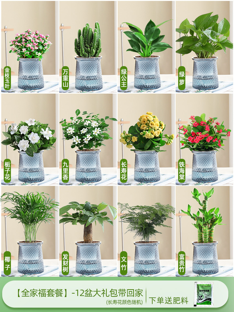 [가족사진패키지] 집에 가져갈 화분 12개 선물팩