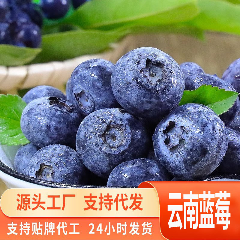 Directly Shipped from the Source, Yunnan Blueberries, Fresh Seasonal Fruit, Fresh Blue Plums, High Mountain Sweet Blueberries, Large Fruit, Direct Shipping Directly Shipped from the Source, Yunnan Blueberries, Fresh Seasonal Fruit, Fresh Blue Plums, High Mountain Sweet Blueberries, Large Fruit, Direct Shipping