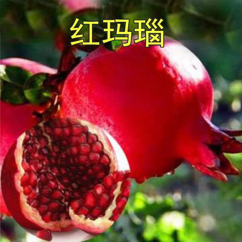 Саженцы гранатовых деревьев Посадка очень больших фруктовых деревьев на юге Плодовая рассада Посадка в четыре сезона Посадка саженцев граната на севере