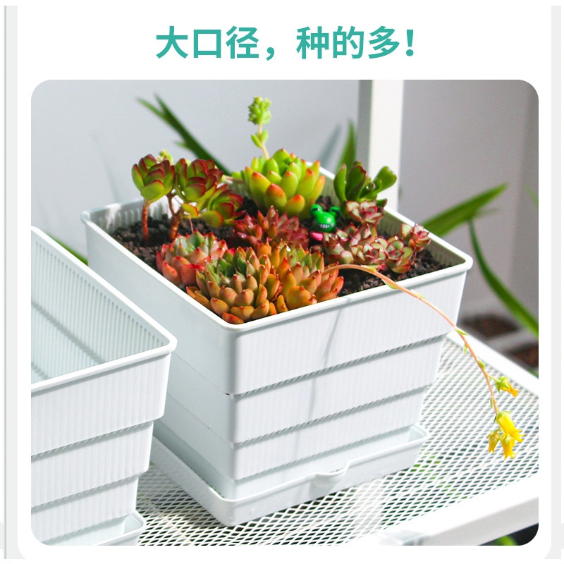 美撒大口径プラスチックコントロール根多肉植木鉢肉盆栽盛り合わせ専用大サイズ通気植木鉢トレー付き|undefined