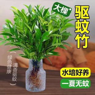 Mosquito Repellent Bamboo Hydroponics, Mosquito Repellent Bamboo and Cypress Plants, Indoor and Outdoor Mosquito Killer, Water-Grown Green Plants, Flower Pots, Office Desks