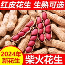 2024红皮花生新鲜山东原味花生带壳炒熟红衣花生晒干四粒红炒货