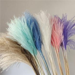 Reed Dried Flower Factory Small Dust Flower Amazon Cross-border Supply Dried Flower Reed Net Red Eternal Flower Wholesale Decoration