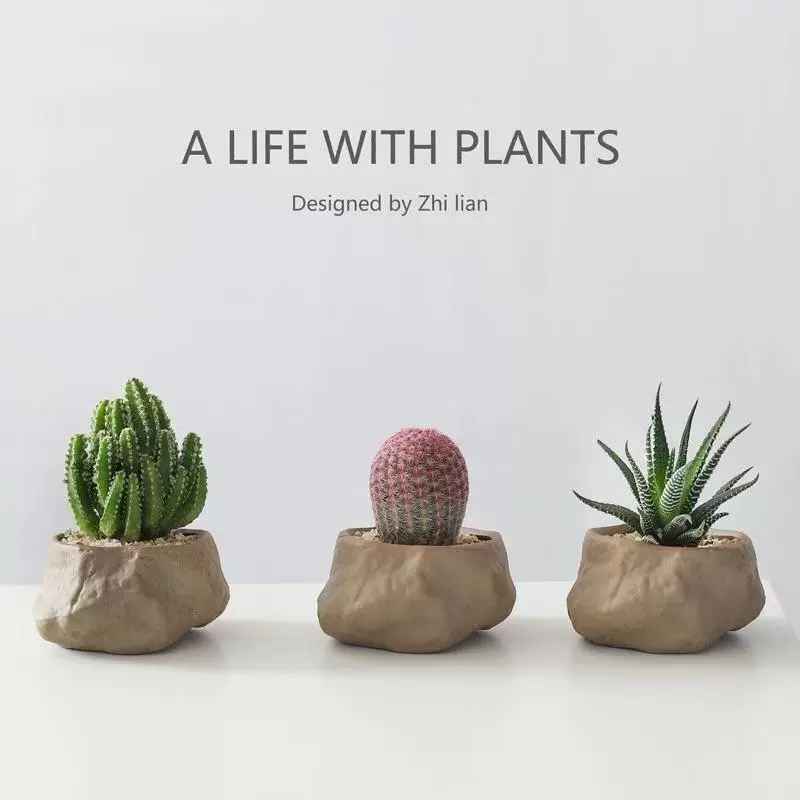 Популярное суккулентное растение Wanzhongshan в горшке с красным солнцем, популярное суккулентное растение для дома, настольное, легкое в уходе, зеленый цветок, бонсай, маленькое растение в горшке