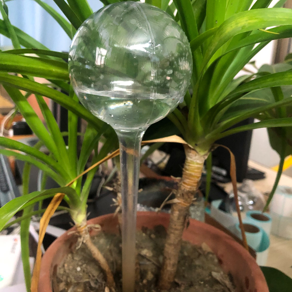Plástico transparente verde larga bola riego de flores plantas en maceta riego perezoso riego de viajes goteo riego image 4