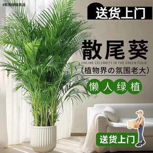 ɢβ���Gֲ�����҃ȿ͏d�k���Ұ��¼��_�I����ȩ�����՚�ɢβ��