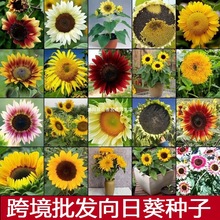 ���羳���������տ��N���ļ��׷N�^�p�ͻ��ܷN���̨�������⾰�^