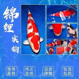 盆栽;猫猫窝/笼/垫;狗狗窝/笼/垫