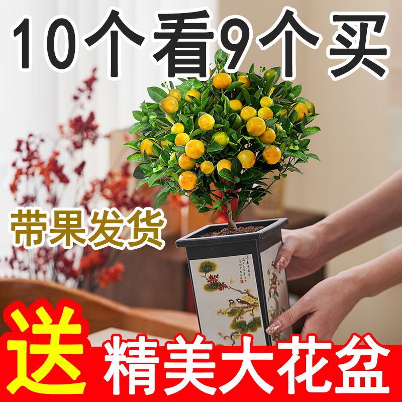 带果发货四季金桔盆栽年桔年宵花室内绿植花卉客厅旺宅阳台盆景厂