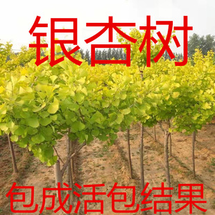 Ginkgo Saplings, Ginkgo Live Seedlings, Autum Golden Leaf Ginkgo Seedlings, Courtyard Scenery, Demolition and Occupation Seedlings, Planted in the North and South