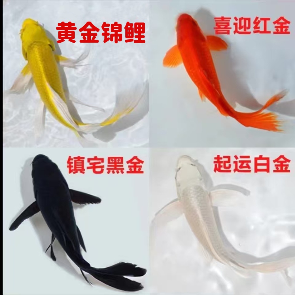 黑金锦鲤鱼活体包活到家（龙凤）白金锦鲤冷水观赏鱼鹦鹉红草