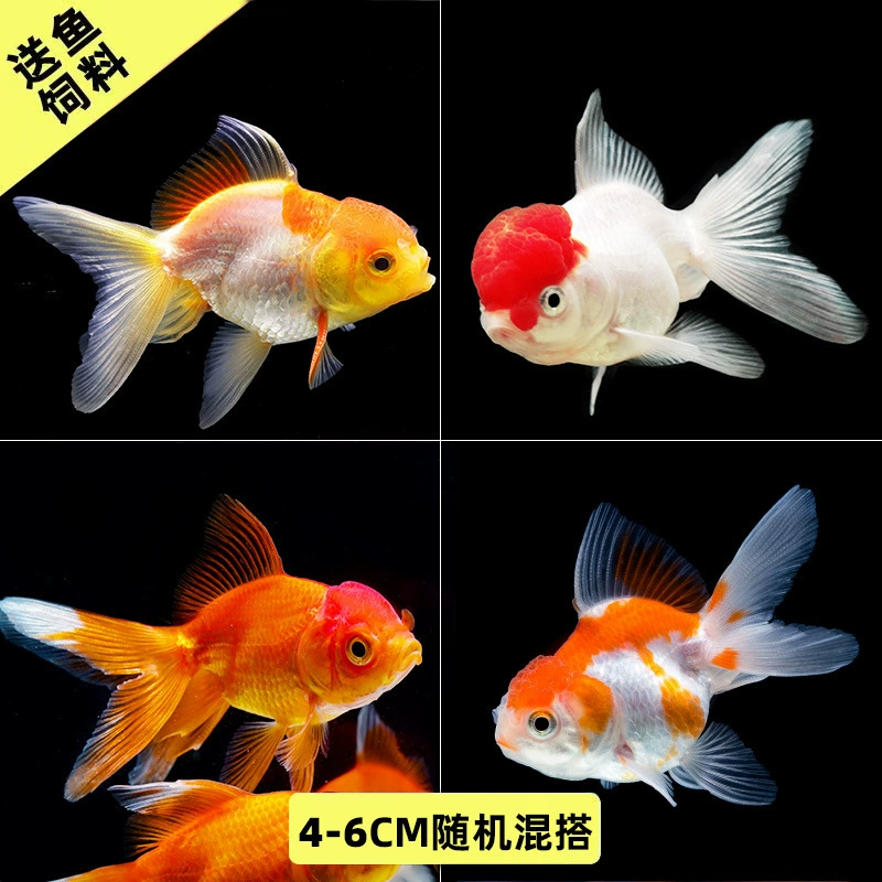 Pack of goldfish ornamental fish small freshwater easy care coldwater fry beginner baby goldfish ranchu koi