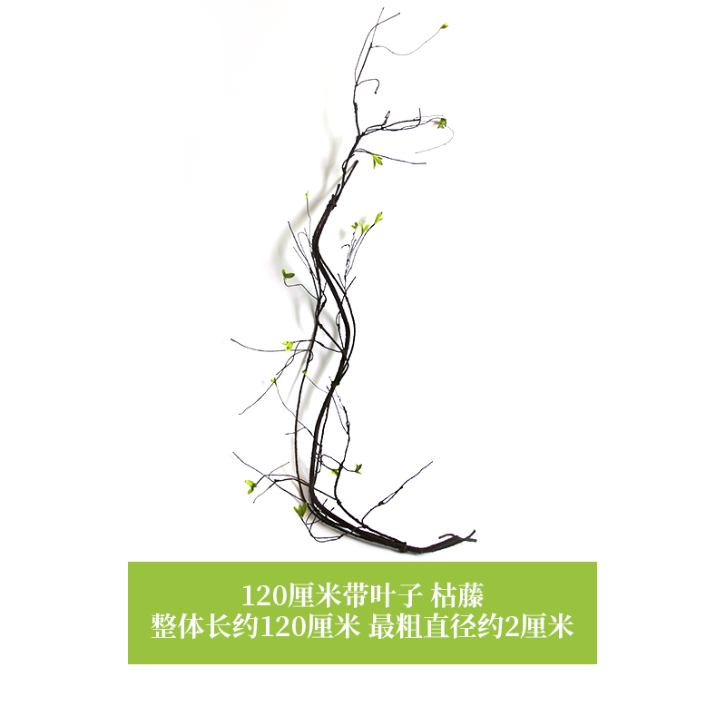 120 cm with leaves, dead vine - dry branches