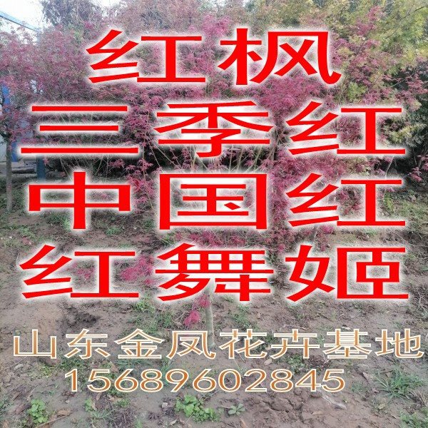三季红四季红红红枫树苗 嫁接紅舞姬红枫 庭院绿化观叶