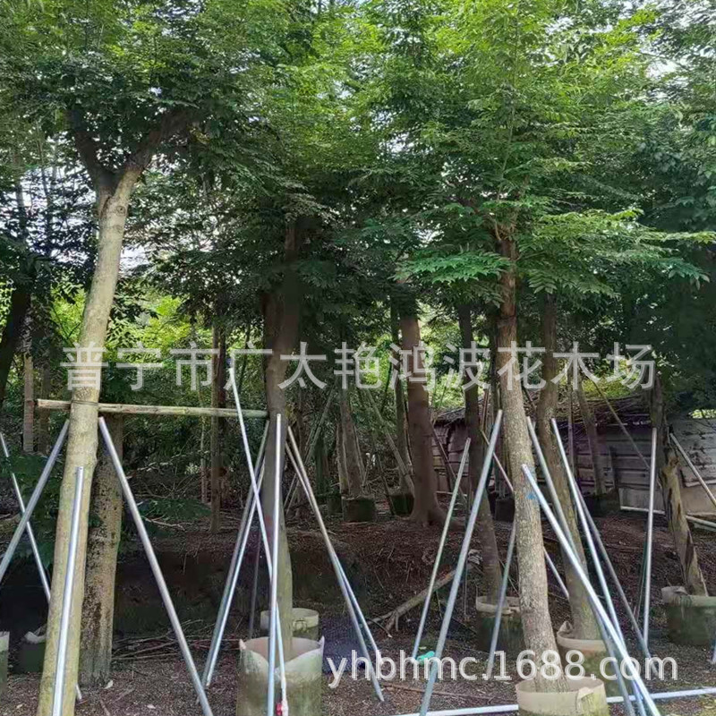 广东普宁移植正宗海南黄花梨苗木降香檀花梨母花梨降香树香枝木树