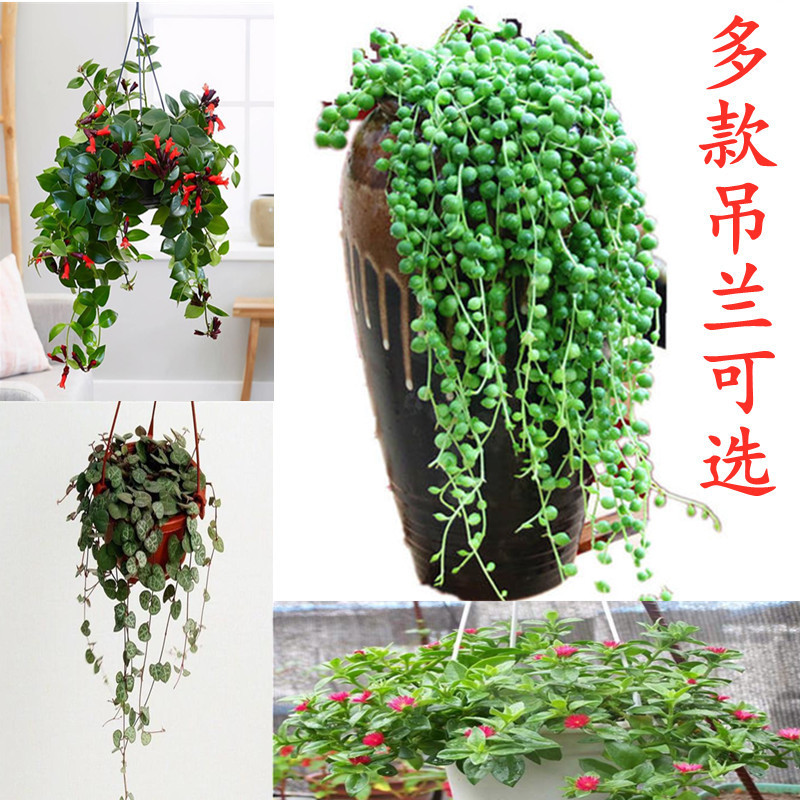 Chlorophytum Potted Seedlings Lipstick Gold Edge Gold Heart Buddha Beads Pearls Indoor Green Plants Florals and Leaves Vines Placed Hanging Bamboo Plum Chlorophytum Potted Seedlings Lipstick Gold Edge Gold Heart Buddha Beads Pearls Indoor Green Plants Florals and Leaves Vines Placed Hanging Bamboo Plum