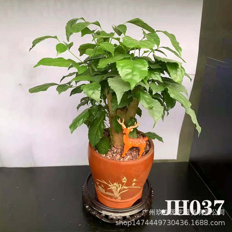 Самособирающийся бассейн небольшой бонсай гостиная балкон офис Рабочий стол хорошее выращивание Зеленая база для растений собственного производства JH37-JH44