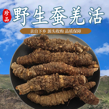 深山野生羌活中药材无硫熏羌活竹节羌条独活巴戟天蚕羌粉药用