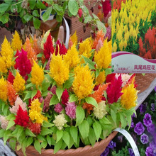 �Pβ�u�ڻ��N��ͥԺ�����ļ��N�׻������ͺ����⻨���Ƞ��u�ڻ���