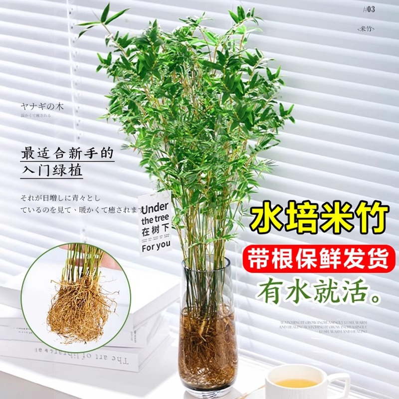Hydroponic Rice Bamboo Potted Plant with Root Phoenix Tail Bamboo Living Room Ornamental Bamboo Seedling Office Indoor Desktop Evergreen Plants
