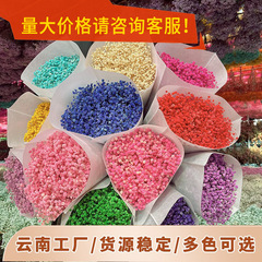 滿天星 雲南永生花工廠批發 滿天星乾花束地攤裝飾情人節伴手禮