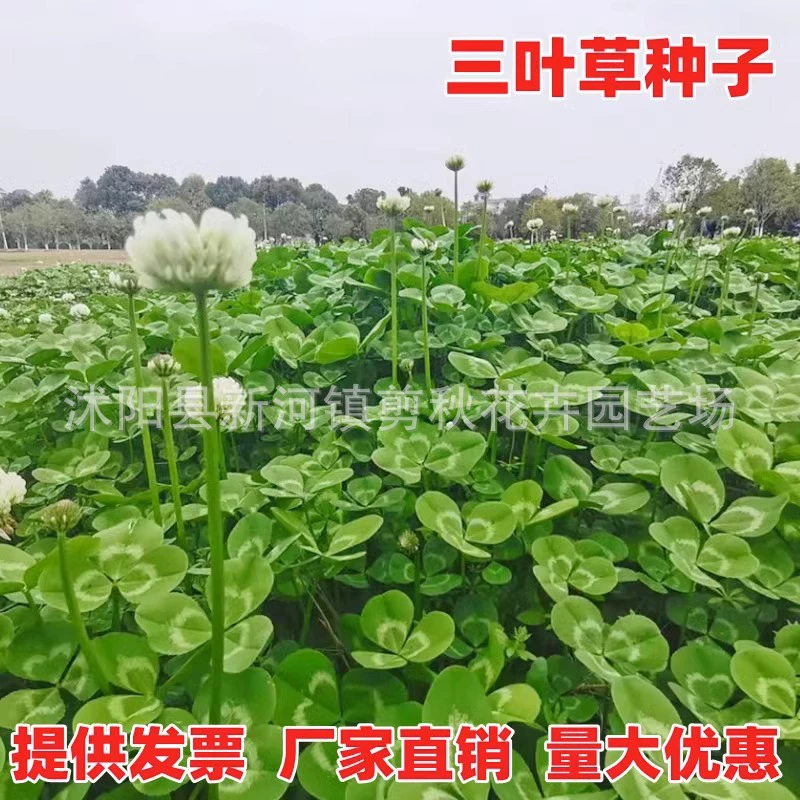 Многолетние Семена Лужайки Клевера Семена Клевера Белого Клевера Семена красного клевера Холодный-упорный озеленение семян лужайки