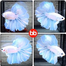 ˳��̩��������Ů��װ��³�������С�͵�ˮ�ȴ���ˮ���������