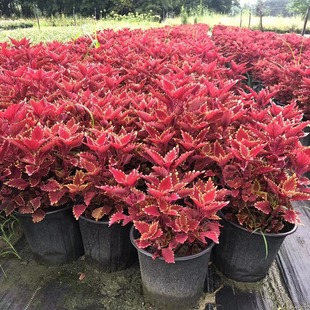 ���~��2�Ӂ� ����K �\���K �����K ��ɫ�� �ɶ��@�־G��������ľ