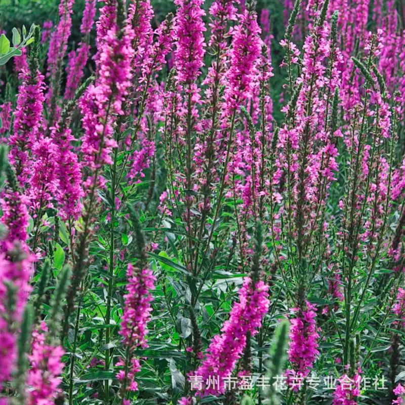 Оптовая продажа водного гиацинта для зеленения, водных растений, база по поставке рассады Цинчжоу, многозародышевый открытый водный гиацинт для использования как в воде, так и на суше.