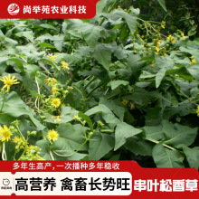 串叶松香草种子春秋育苗移栽多年生耐寒优质养猪阔叶菜高产牧草种