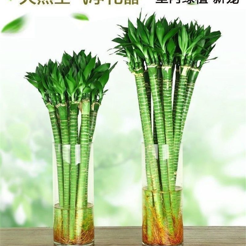 Wenchang bamboo dragon bamboo rich bamboo transfer bamboo water…