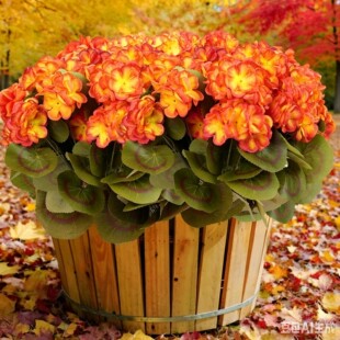 �羳���R�d���N���溣�Ļ�Ϧꖼt�ٻ��Ҿӿ͏d��ɫ���ÿ��z����ɫ