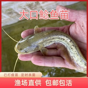 �����Ϸ�����T�~�絭ˮ�Bֳ������ˮ���~���T�~��ʳ�ö�횺����T