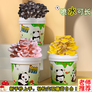 Ģ�����ԷNֲͰ�b�̨��ͯDIYƽ���Bֳʳ�þ������Ӱ���ͥ�WУ
