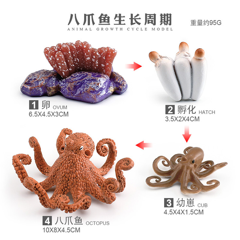 Ciclo de crecimiento del pulpo PL127-2436 95g