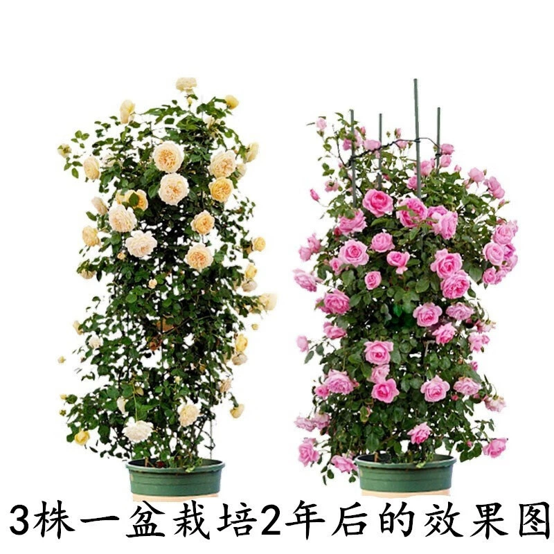 Роза Рассада Виноградная лоза Эта Роза очень большой цветок альпинистское виноградное растение Четыре сезона Открытый цветочный горшок Роза Открытый балкон во дворе