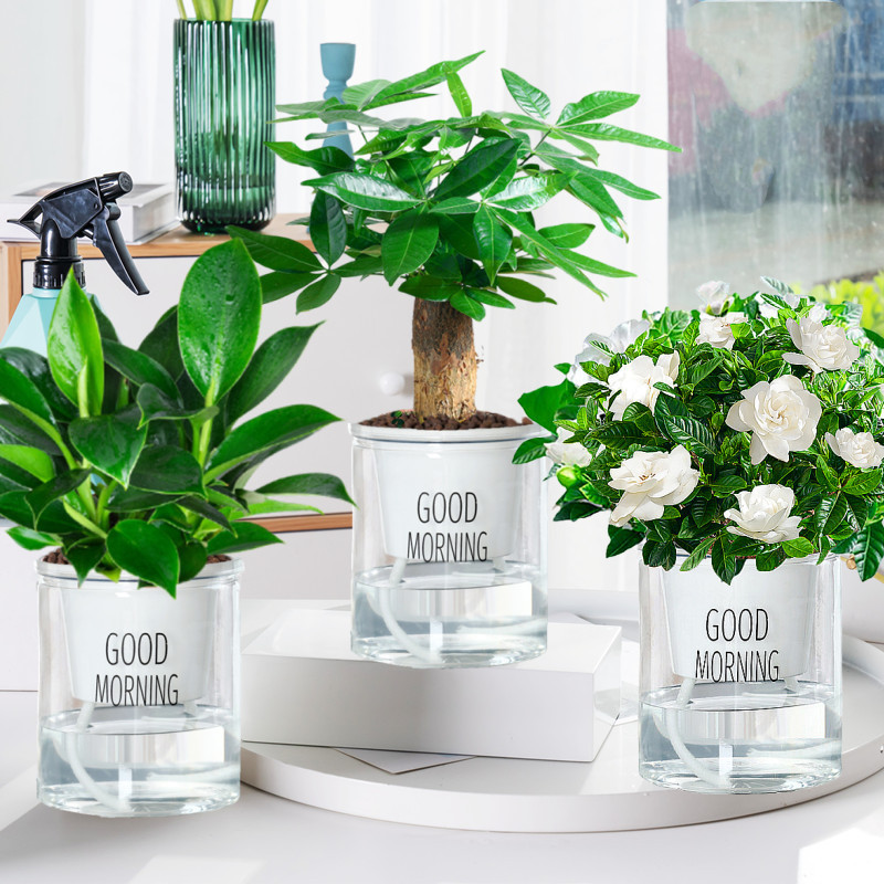 [특가] 골든다이아몬드 + 머니트리 + 치자나무(굿모닝 세면대) + 영양액