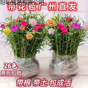 �ذ�̫ꖻ����޸���ɫֲ��Gֲ���������ļ��_������������