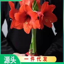 朱顶红蜡球重瓣种球进口蜡封无需水土养护懒人好养活新年礼物