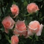 盆栽四季活鲜玫瑰花花籽