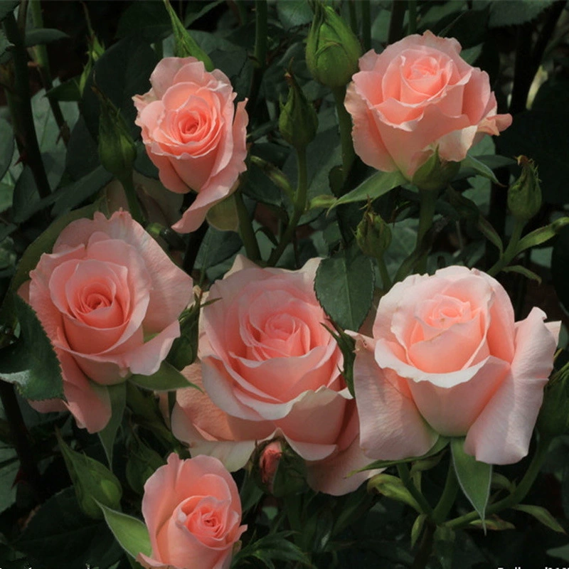 Семена роз легко выращивать в любое время года, свежие рассада цветов, семена цветов для балкона и комнатных горшков, оптовые красные розы.