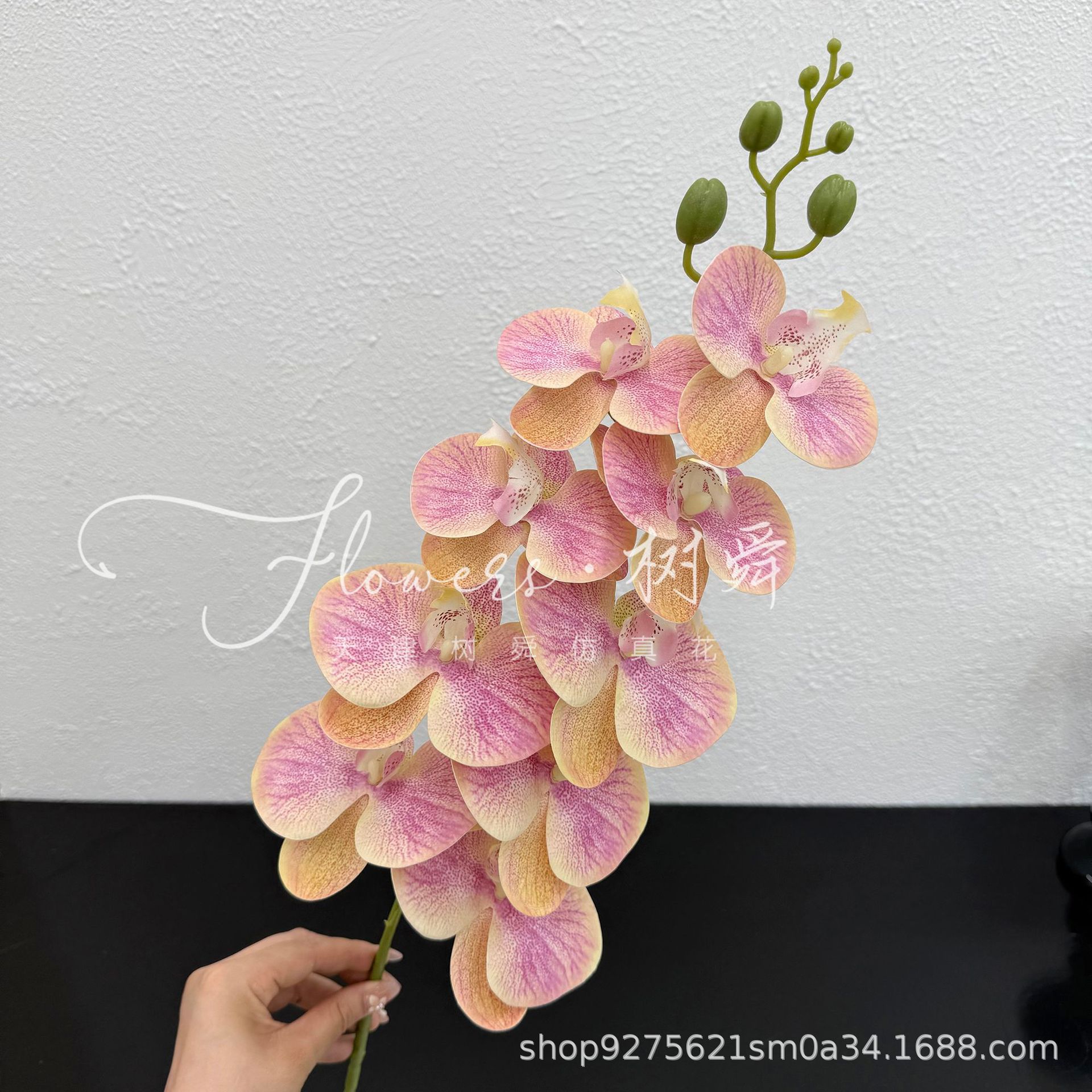샴페인 파우더